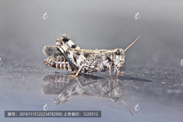 蚱蜢