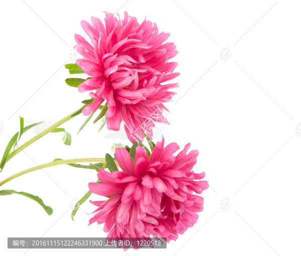 粉紅色的紫菀