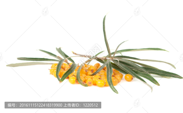 沙棘