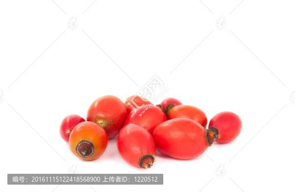 狗薔薇