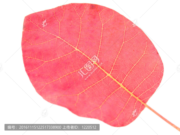 秋天的紅葉