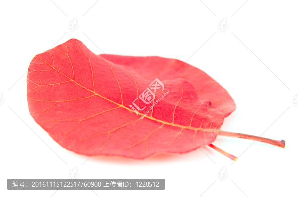秋天的紅葉