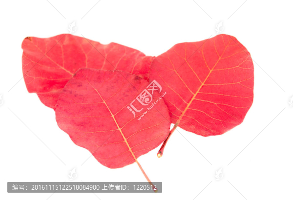 秋天的紅葉