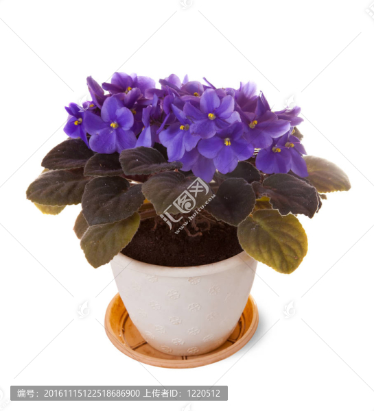 白色背景下的紫羅蘭