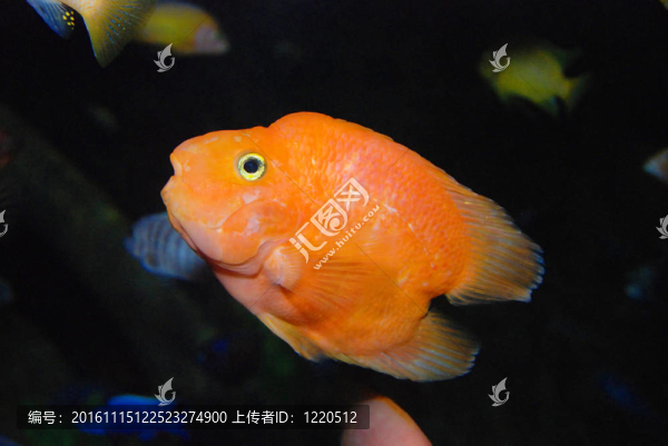 紅鸚鵡的魚(yú)