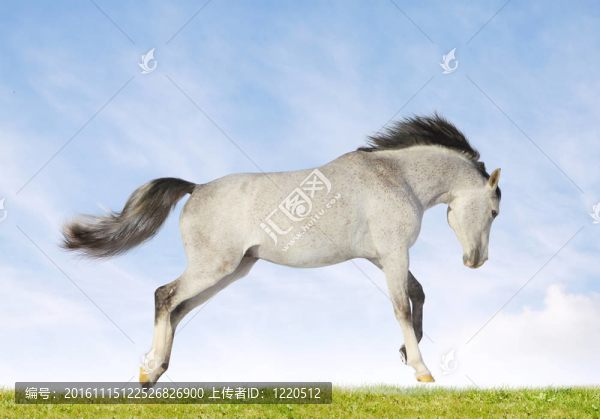阿拉伯種馬