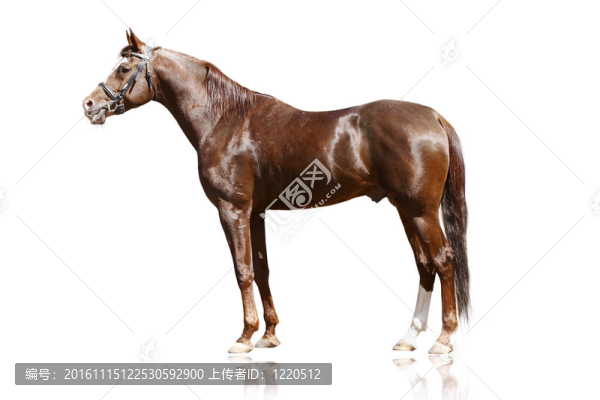阿拉伯種馬隔離