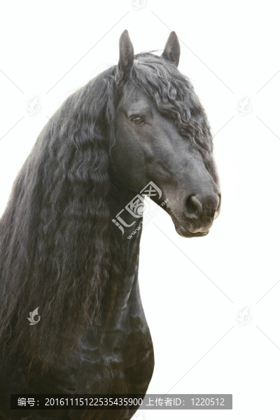 弗里斯蘭馬分離