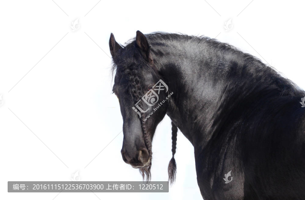 美麗的弗里斯蘭種馬