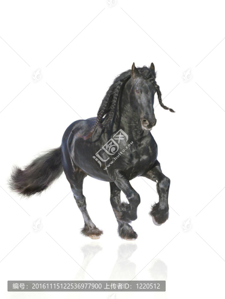 弗里斯蘭馬分離