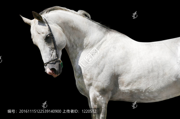 白馬威士忌