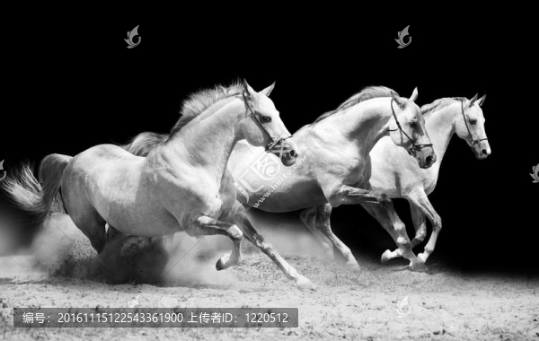 三馬黑