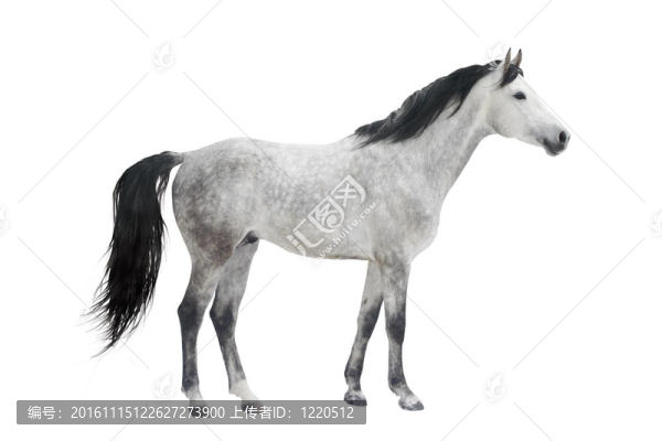 灰色種馬白色隔離