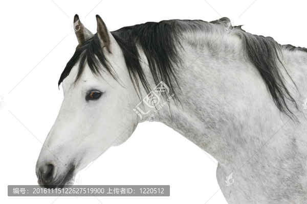 灰色的馬