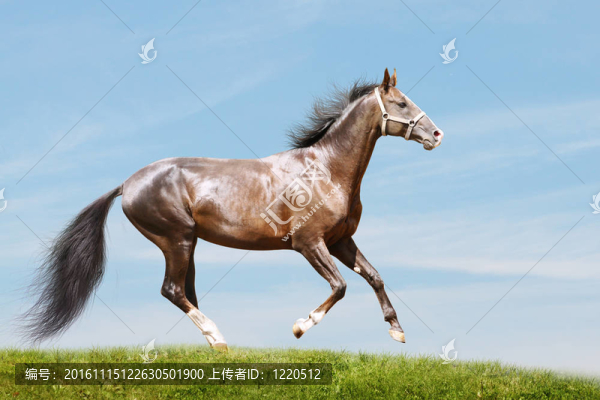 灣種馬