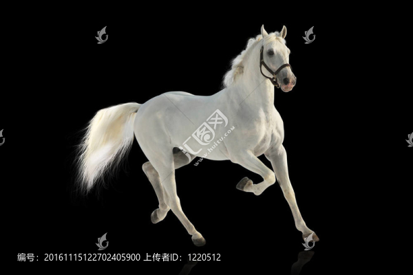 白色的馬
