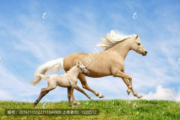 威爾士小馬的母馬和小馬駒