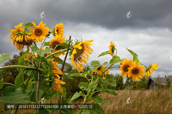 夏天的風(fēng)景與向日葵