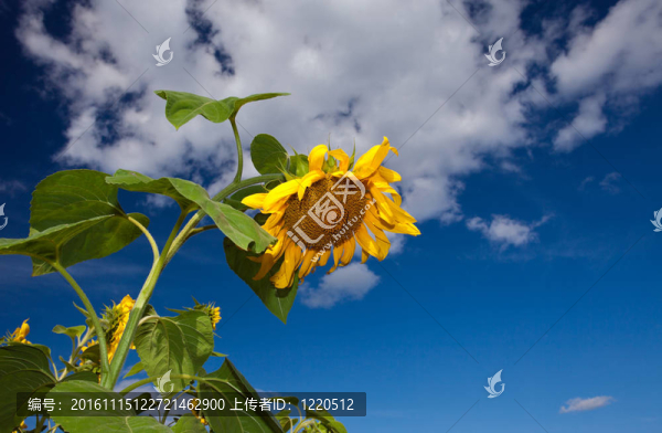 向日葵在藍(lán)色天空背景的特寫(xiě)