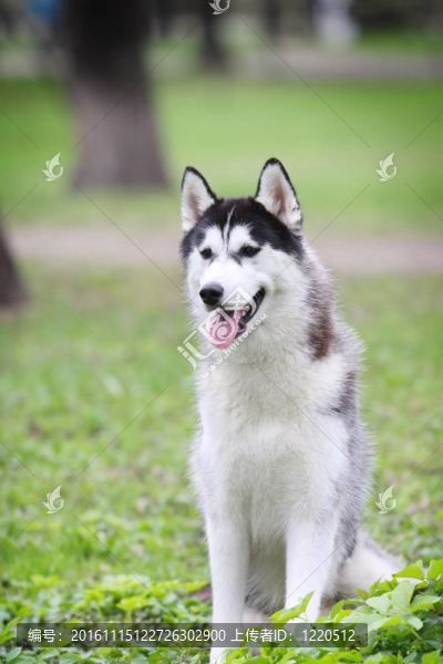 赫斯基戶外-匯圖網(wǎng) www.fosd68.com 赫斯基戶外