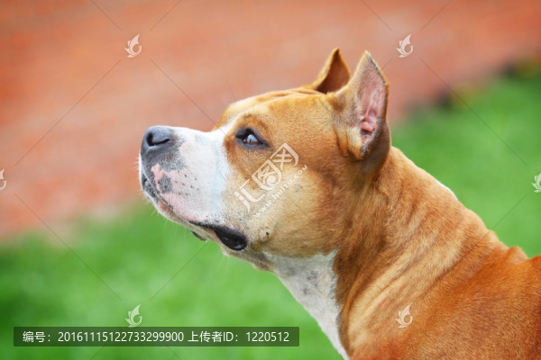 美國斯塔福德郡梗