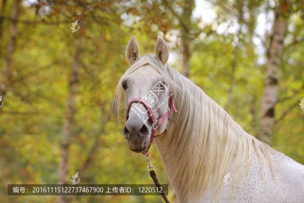 秋天的白馬