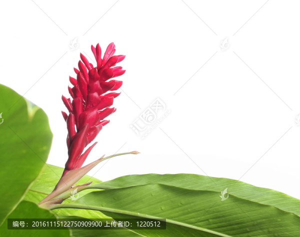 鮮綠葉及花架