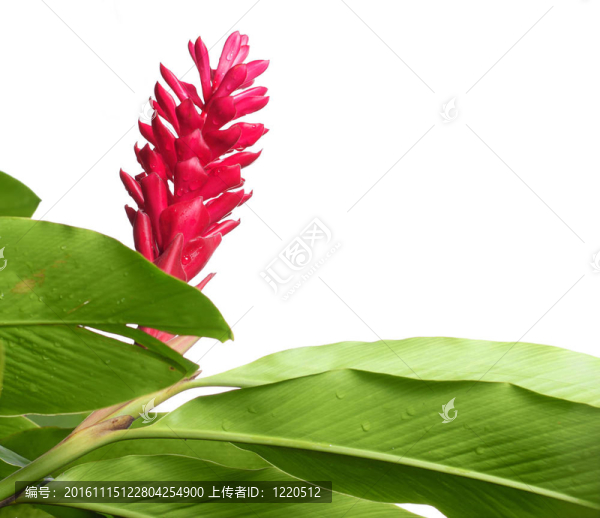 綠葉和花
