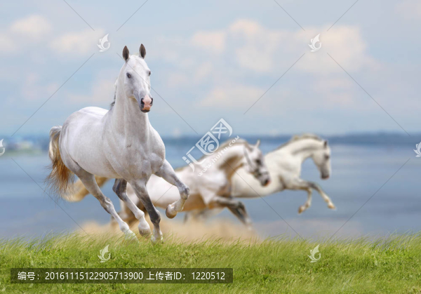 馬