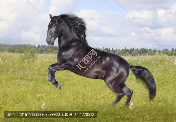 黑色的馬