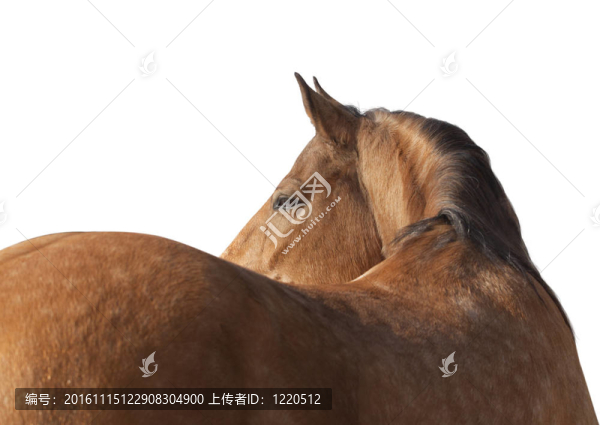 在白色的特寫的馬-匯圖網(wǎng) www.fosd68.com 在白色的特寫的馬