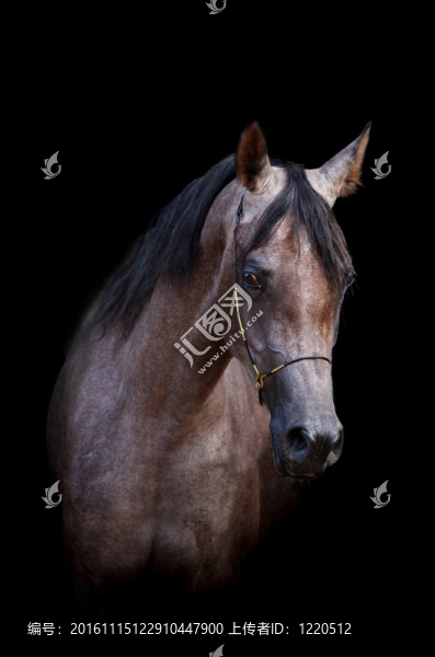 阿拉伯馬-匯圖網(wǎng) www.fosd68.com 阿拉伯馬