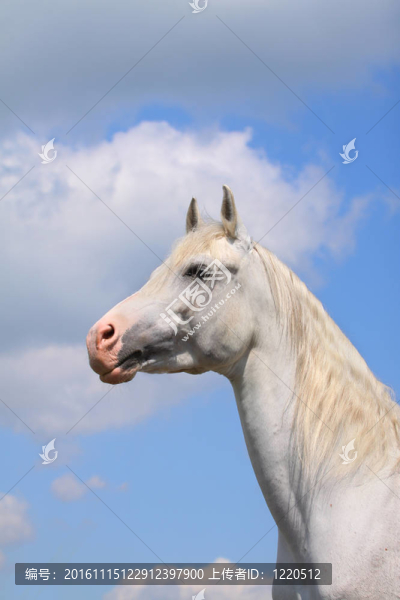 白色的阿拉伯種馬