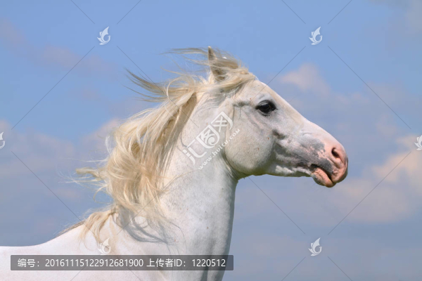 白馬威士忌