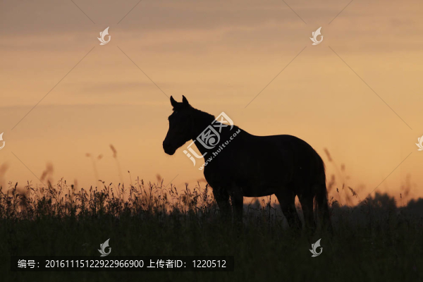 馬在日出