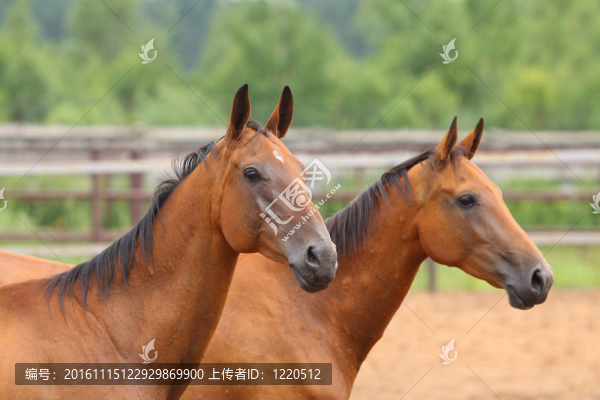 馬
