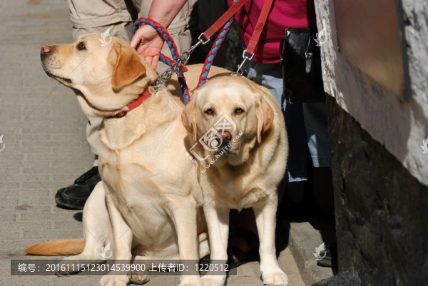 對(duì)拉布拉多-匯圖網(wǎng) www.fosd68.com 對(duì)拉布拉多