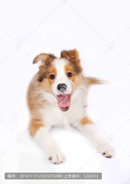 邊境牧羊犬