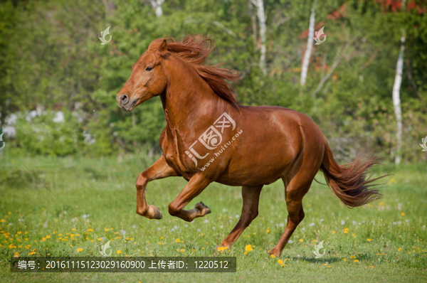 馬galloing-匯圖網(wǎng) www.fosd68.com 馬galloing