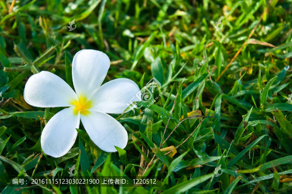 草地上的白色雞蛋花