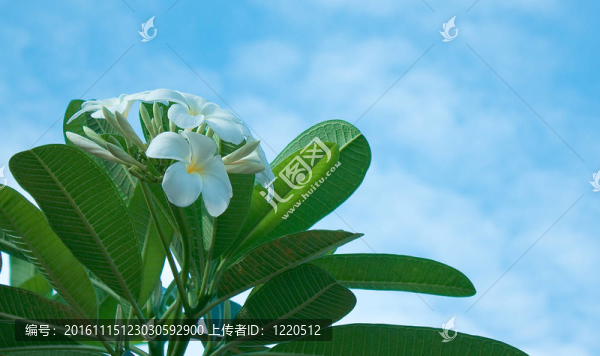 白色的雞蛋花和藍色的天空背景
