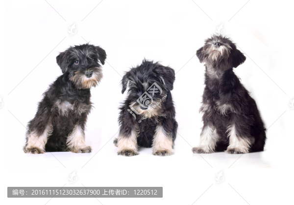 雪納瑞幼犬隔離