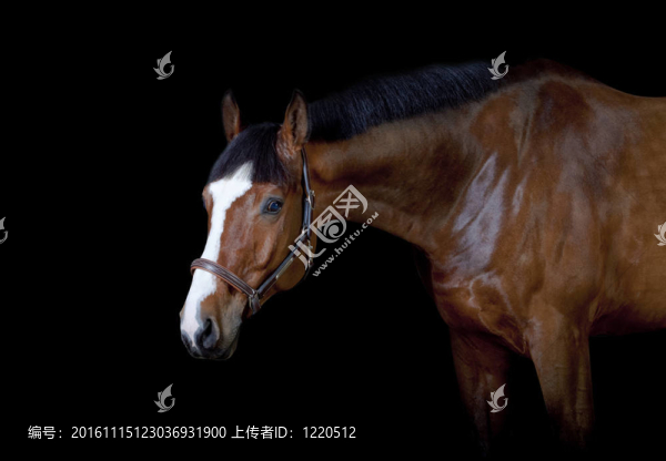 黑灣馬