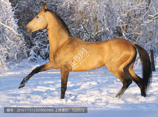 阿克哈-塔克馬的馬