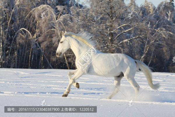 白雪中的白馬