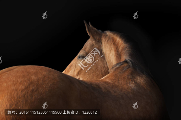 馬黑