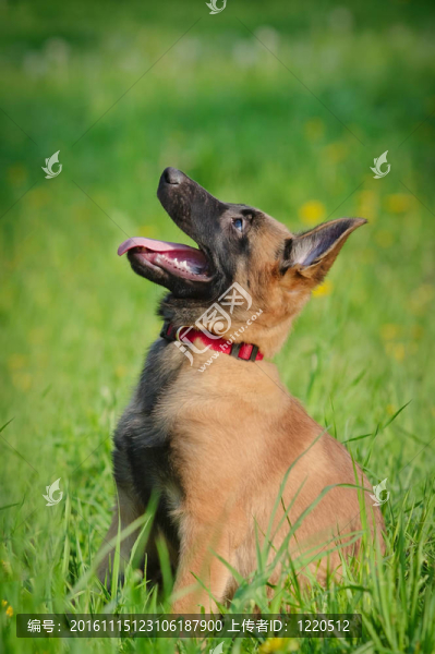 馬里努阿犬的小狗在現(xiàn)場