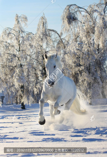 馬雪