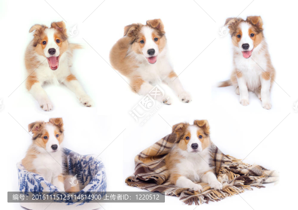 邊境牧羊犬幼犬隔離