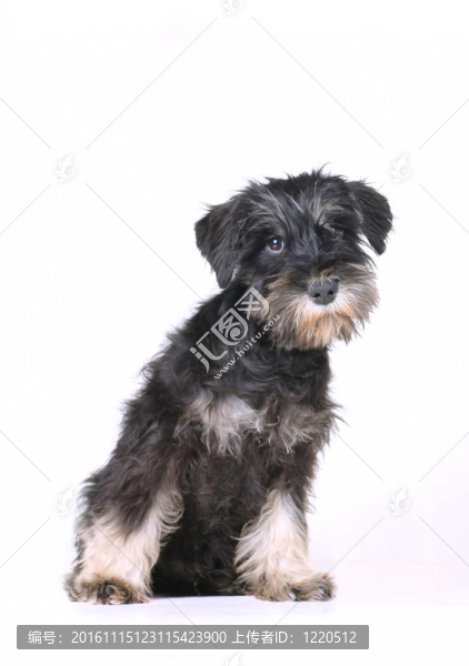 雪納瑞幼犬隔離